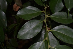 Sarcococca saligna